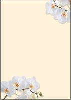 Sigel DP904 White Orchid A4 50 Blatt