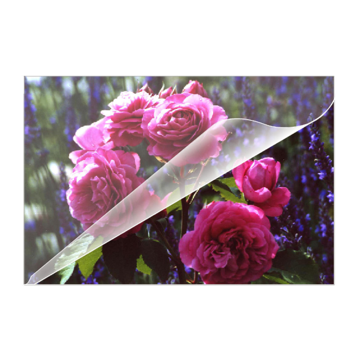 OLYMPIA Laminierfolien-Set glaenzend fuer A4, A5, A6, Visitenkartenformat 80 micron