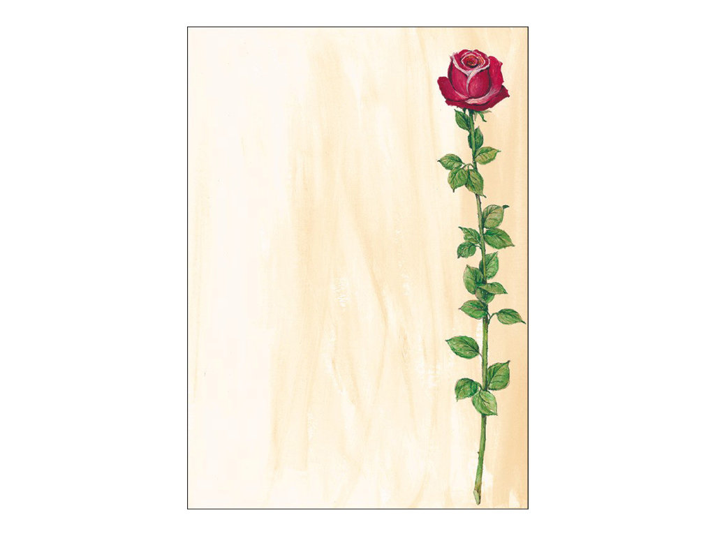 SIGEL Motivpapier Rose Bloom Motiv DIN A4 90 g/qm 25 Blatt SIGEL Motivpapier Rose Bloom Motiv DIN A4 90 g/qm 25 Blatt